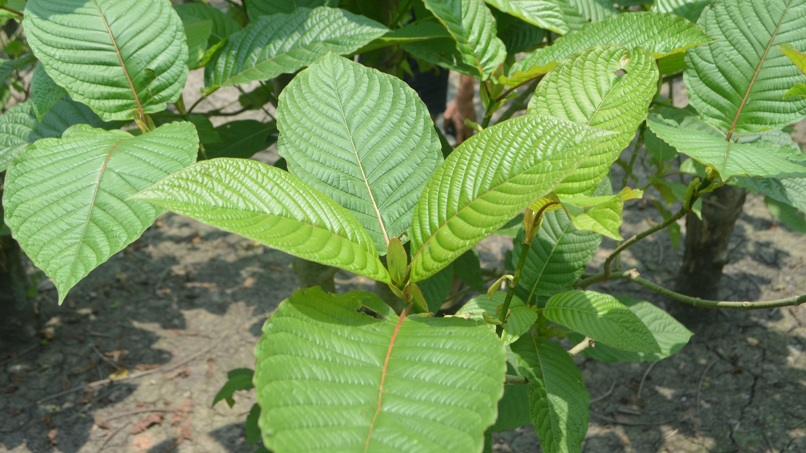 maeng da kratom
